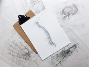 spinal cord drawing