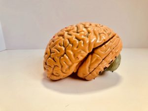 model of a brain on a table